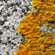 These two lichen seem to be in a battle for territory.