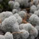 macrophotography-of-lichen-macrophotographic-images-of-lichen