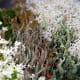 macrophotography-of-lichen-macrophotographic-images-of-lichen