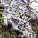 macrophotography-of-lichen-macrophotographic-images-of-lichen