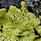 Rhizocarpon geographicum, a fluorescent yellow lichen in bright light changing to a greenish-yellow and to Fluorescent green as the light fades.