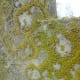 This lichen has a very interesting growth pattern.
