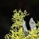 This lichen looks almost like the needles of a cedar tree.