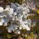 Notice the smoothness of the lichen. It's beauty has been enhanced by its ruffled edges. This could create a wonderful fairy skirt.
