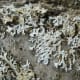 macrophotography-of-lichen-macrophotographic-images-of-lichen