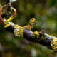 Look closely at the delicate nature of this lichen and the spider webs that share its space.
