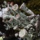 Cladonia coccifera - a lichen that is trumpet-shaped.
