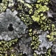 A gray lichen with black fruiting bodies, Porpida cineroatra or Lecidella elaeochroma. Also predominant is Rhizocarpon geographicum, a fluorescent yellow to flourescent green lichen, depending on the light conditions.