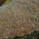 Coral-like Lichen - it truly looks like something that could be found at the bottom of the ocean.