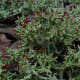 The tips of this lichen appear to be almost ready to burst into flames.