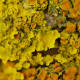 The types and colors of this lichen make it truly striking.
