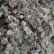 Layers of different types of lichen create a very interesting look.