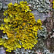 Lichen on a dry stone wall.