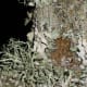 Lichen on a wooden bench.
