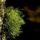 The beauty of this green matte of lichen is enhanced by the rays of the sun.