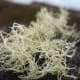 Notice the water drops hanging from this white lichen in New Zealand.