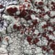 Dark brown to maroon fruiting bodies, Apothecia.