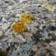 The colors -from gray to gold - and the textures of these different lichen is beautiful.