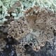 An interesting contrast in lichen types on a boulder in Colorado.