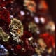 This lichen colony exhibits some truly striking colors.
