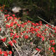 Cladonia coccifera