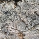 Lichen on a Rock - Doesn't it look dry and parched - almost like dry cracked soil.