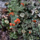 macrophotography-of-lichen-macrophotographic-images-of-lichen
