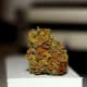 macrophotography-of-lichen-macrophotographic-images-of-lichen