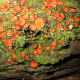 macrophotography-of-lichen-macrophotographic-images-of-lichen