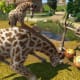 Zoo Tycoon