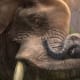 Zoo Tycoon