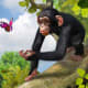 Zoo Tycoon