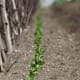 In the photo here you can see the peas just as they have come up.
