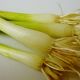 Green table onions