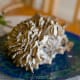 Maitake mushroom: "Hen of the Woods"