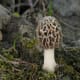 Young Common Morel