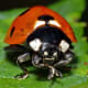 A ladybird.