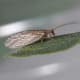 A lacewing.