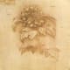 Botany. Throughout his notebook are various plants drawn to perfection.