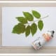 Step 3: On a protected surface, spray each leaf with repositionable spray adhesive, according to the can's directions. Apply the leaf, which will act as a stencil, to the painted canvas and smooth into position.