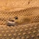 Mexican West Coast rattlesnake, a member of the Viperidae family.