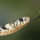 A grass snake is terrestial as the name suggests.