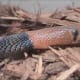 Naja pallida, the red spitting cobra.