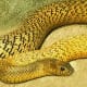 The inland taipan has the most toxic venom of any terrestrial snake, but it is shy and reclusive, so no fatal bites have been recorded.