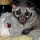 One of Bindi's favorite stuffed animals.