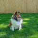 "No matter how far away you are from me, I will always love you," is what dogs seem to say to us in their unique way.