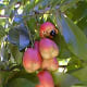 The National Fruit - Ackee