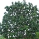 National Tree - Blue Mahoe
