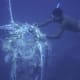 Leatherback turtle Bycatch