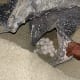 Eggs of leatherback turtle